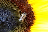 A bee sits on a sunflower