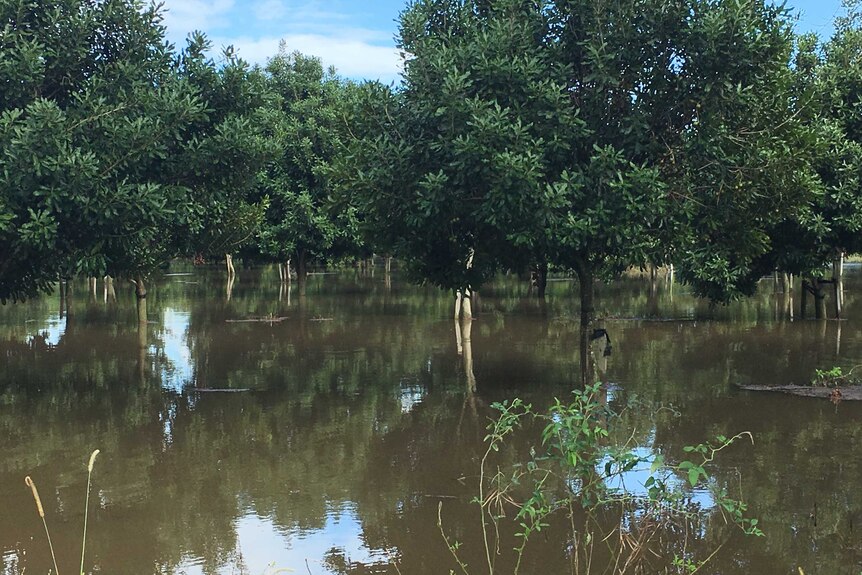 A macadamia orchard left flooded after ex-Cyclone Debbie