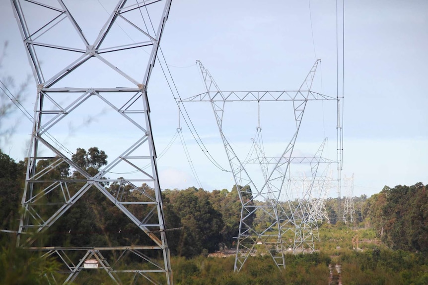 Powerlines built through a clear forest