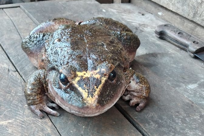 A huge greeny-brown frog on a wooden floor next to a knife.