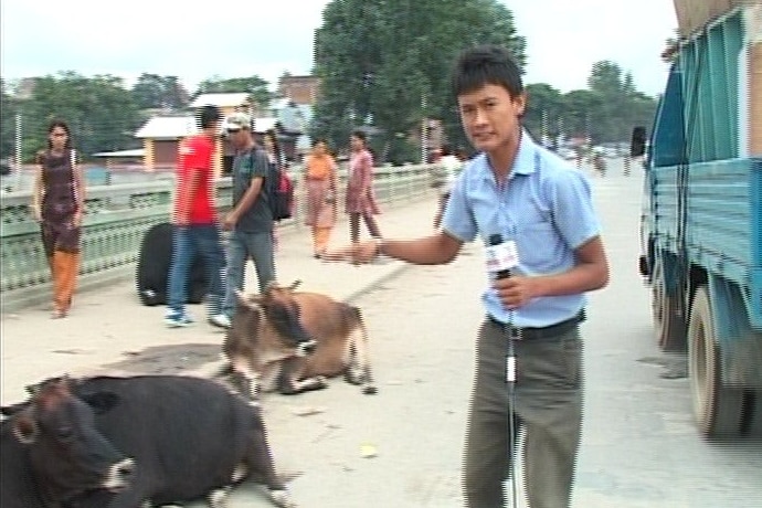 A man is holding a microphone on a busy street, in the background two cows are sitting on a street.