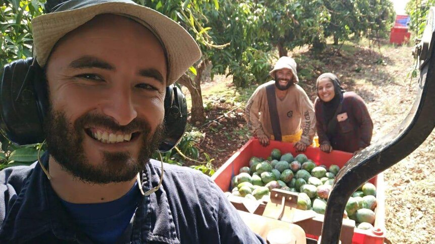 Three youths pick mangoes on a sunny day on a farm in Israel.