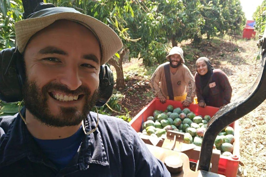 Three youths pick mangoes on a sunny day on a farm in Israel.