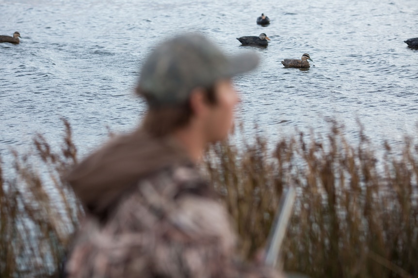 A man peers through reeds at plastic ducks afloat on the water