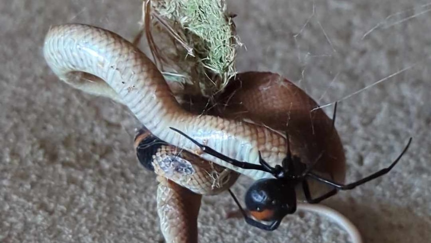 A brown snake caught in a web by a redback spider