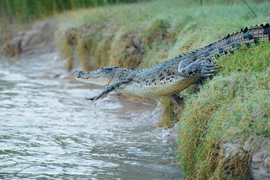 A croc jumps into the Daly River.