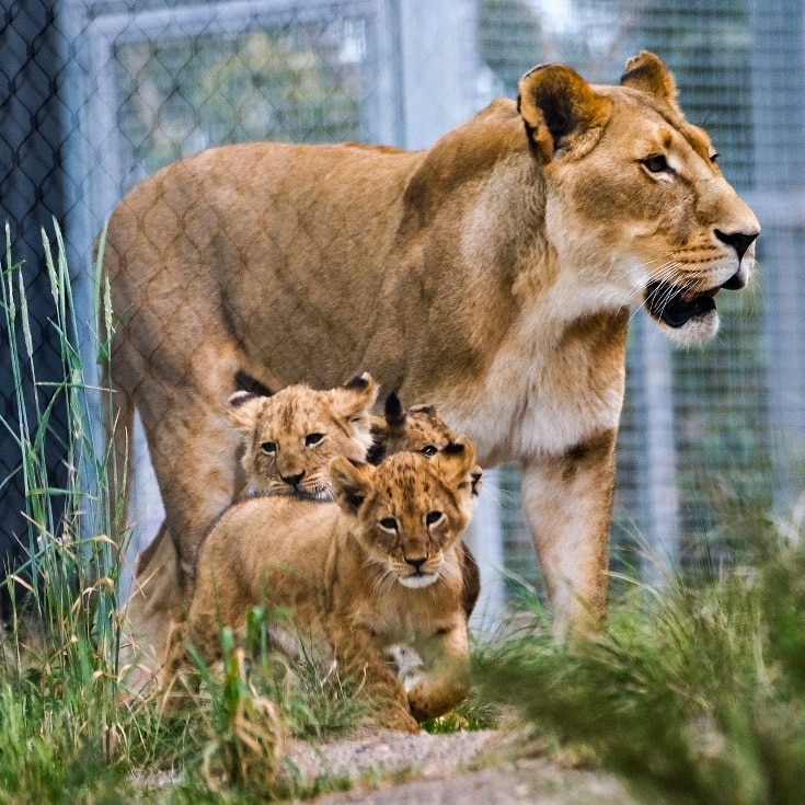 A mother lion with two cubs
