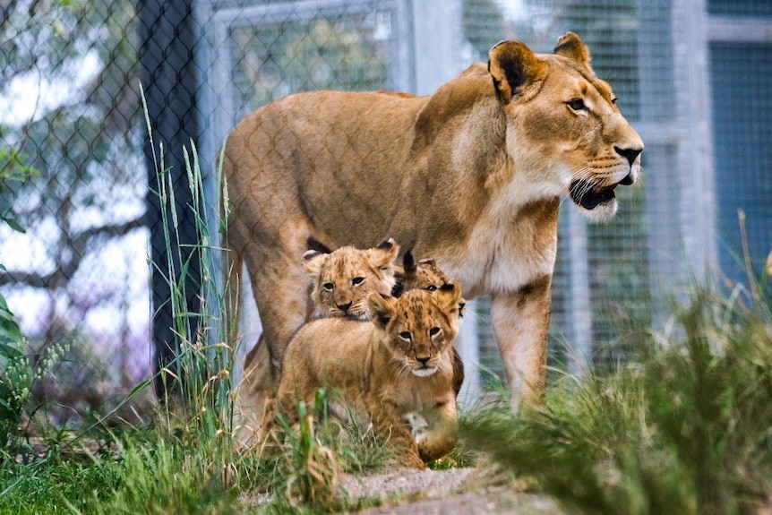 A mother lion with two cubs