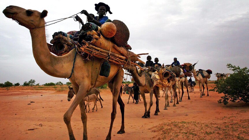 A Tuareg caravan travels north through a remote region of southern Niger.