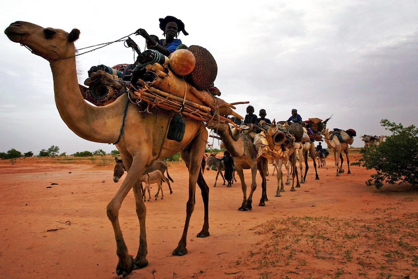 A Tuareg caravan travels north through a remote region of southern Niger.