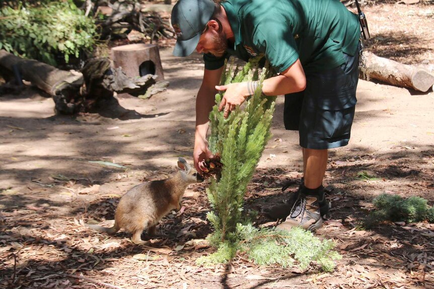 A zoo keeper leans over a small tree with a pine cone as a wallaby stands nearby.