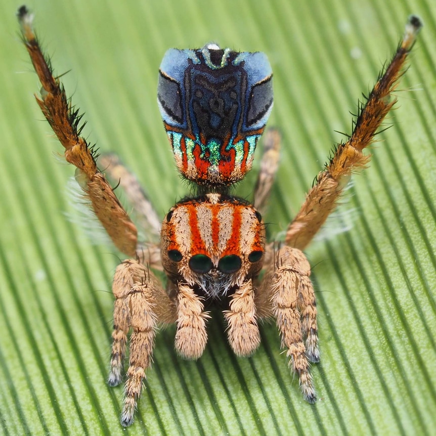 A close up photo of a male marateus azureus peacock spider with raised legs and bold colours on display.