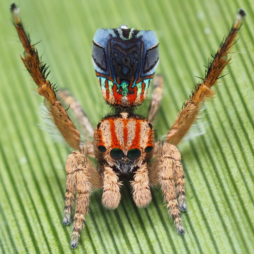 Seven new species of Australia's colourful 'dancing' peacock spider  discovered - ABC News