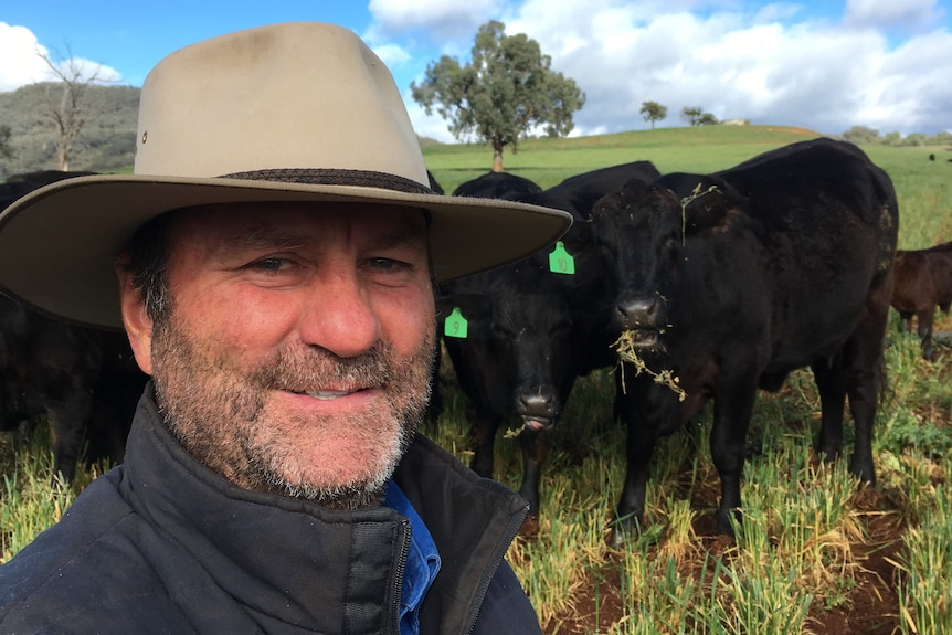 A man takes a selfie in front of a group of cows
