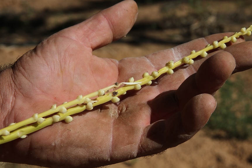 Steve Brauer holding up a date stalk where fruit is starting to set