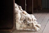 Wool in a shearing shed.