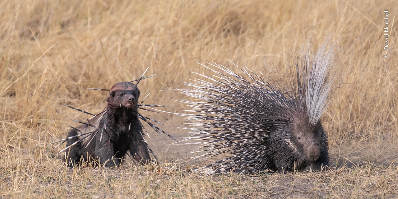 A bloodied yet determined honey badger returns to finish off a Cape porcupine