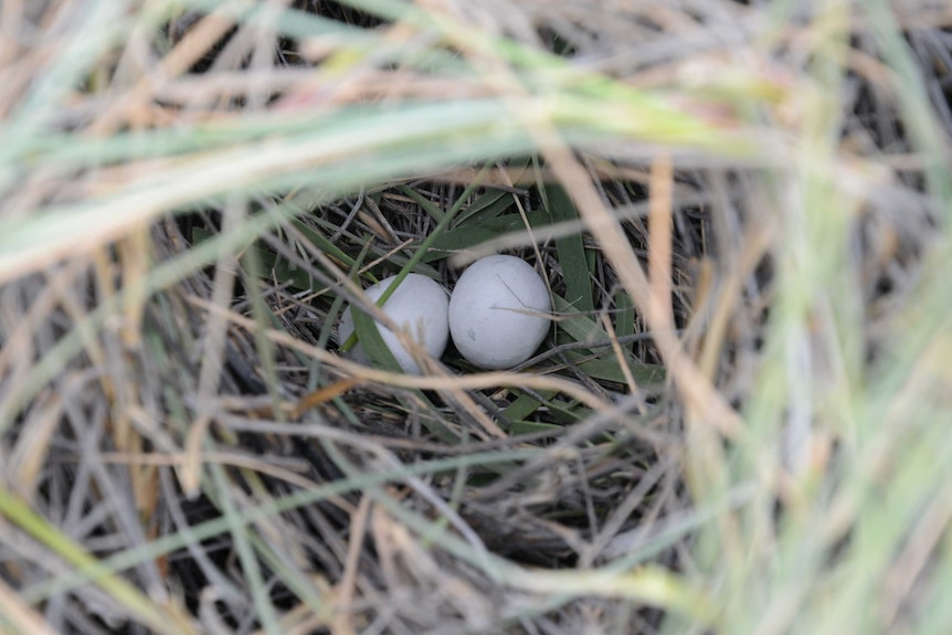 Two eggs in a grassy nest as seen through a tunnel of bent spinifex.