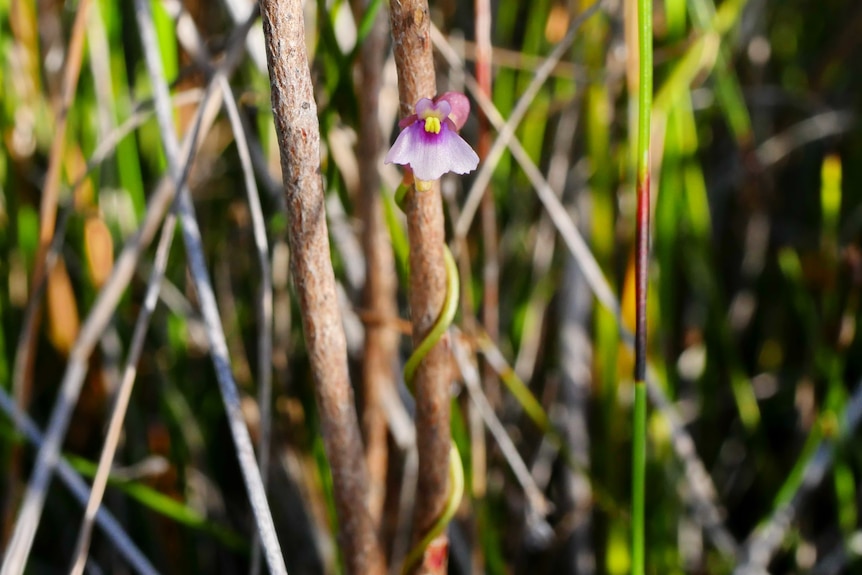 The small plant twines around a stick and has a small purple flower