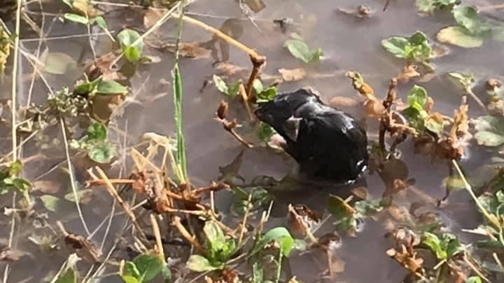 A west mouse sits on a plant surrounded by muddy water.