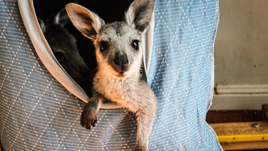 kangaroo joey in cat basket