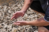 A man's hands holding dead oyster shells next to a river, with thousands of dead oyster shells beneath it.