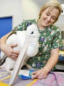 A blonde woman smiles as she gives a pelican a medical test.