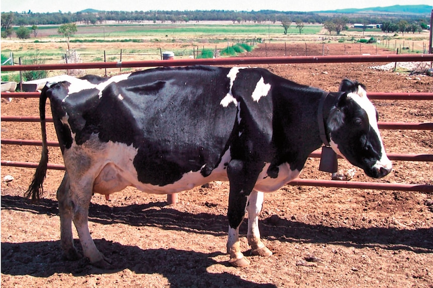 Dairy cow standing on dirt with cowbell around it's neck. 