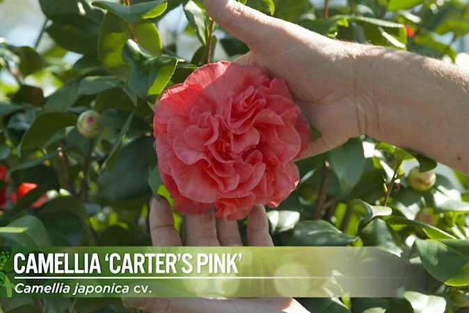 Camellia Carters Pink Image