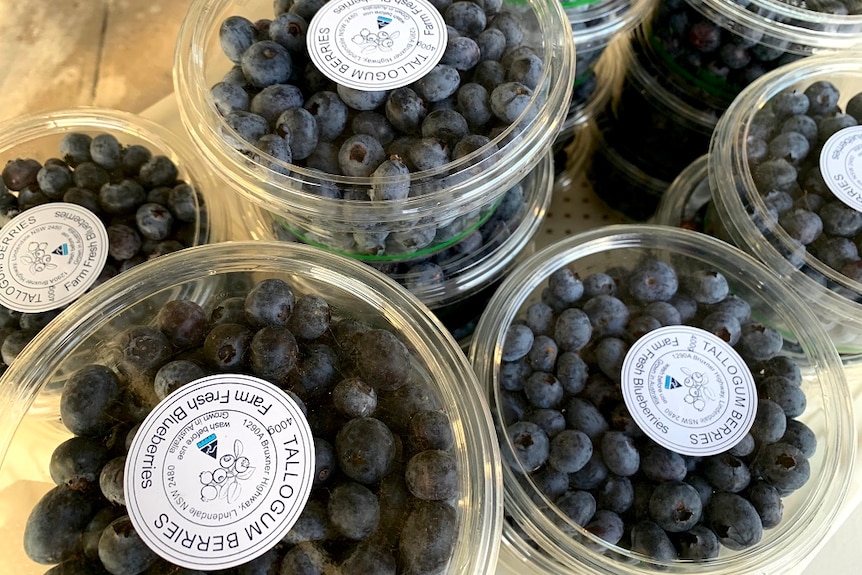 Tubs of blueberries.
