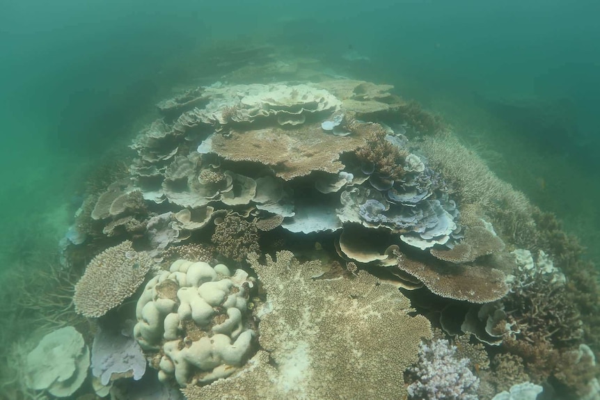 underwater image of bleached coral