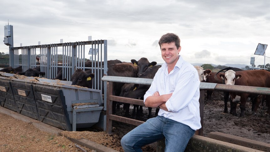 A man in white shirt and jeans sits in front of cattle.
