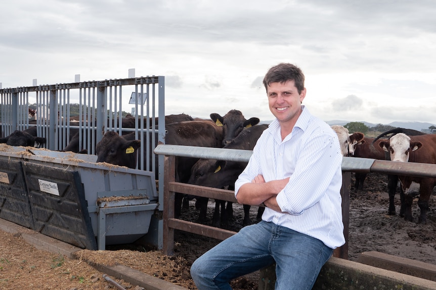 A man in white shirt and jeans sits in front of cattle.