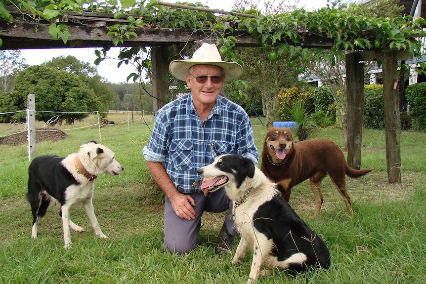 A man in a blue check shirt is kneeling down on the grass with two black and white dogs and a brown dog gathered around him.