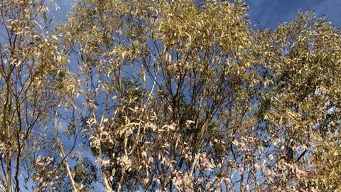 A dying eucalypt that is hosting a psyllid population at Grattai in the NSW Central West.