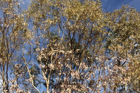 nsw-eucalyptus-die-back