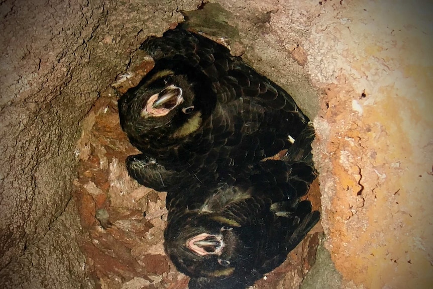 Two newborn black Carnaby's cockatoos in a tree hollow.