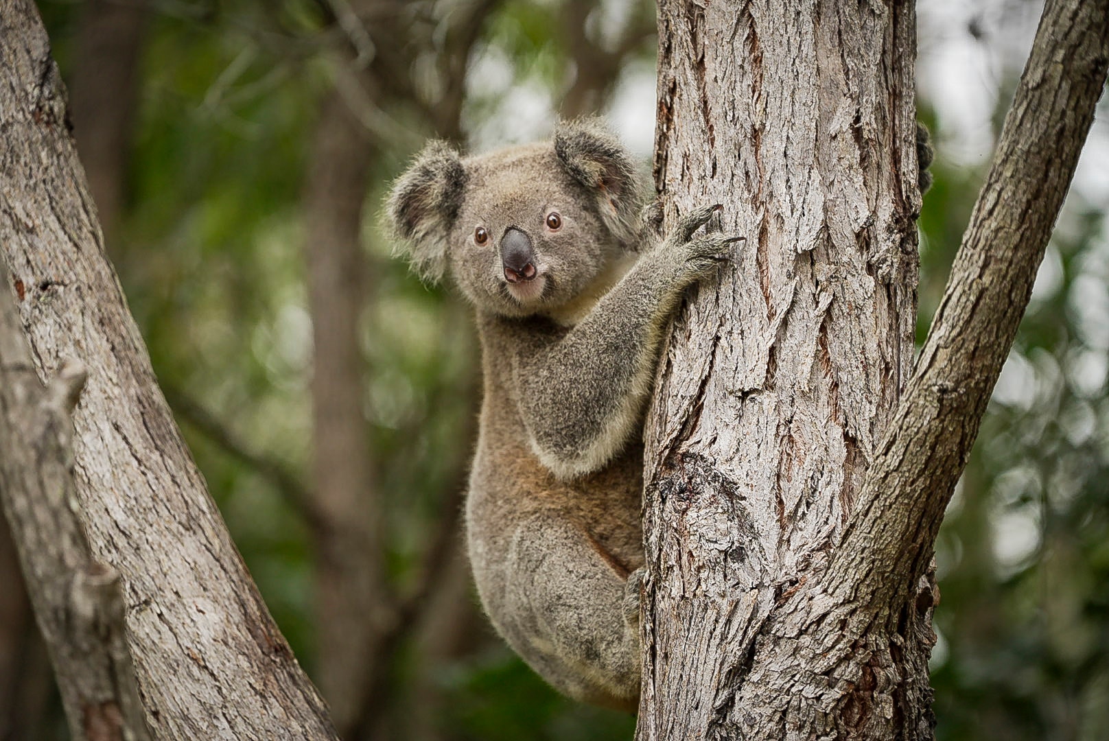 Are Australia's environment laws still 'broken'?