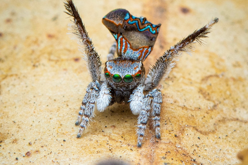 peacock spider new 002