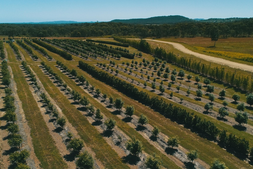 Aerial photo of row of lime trees