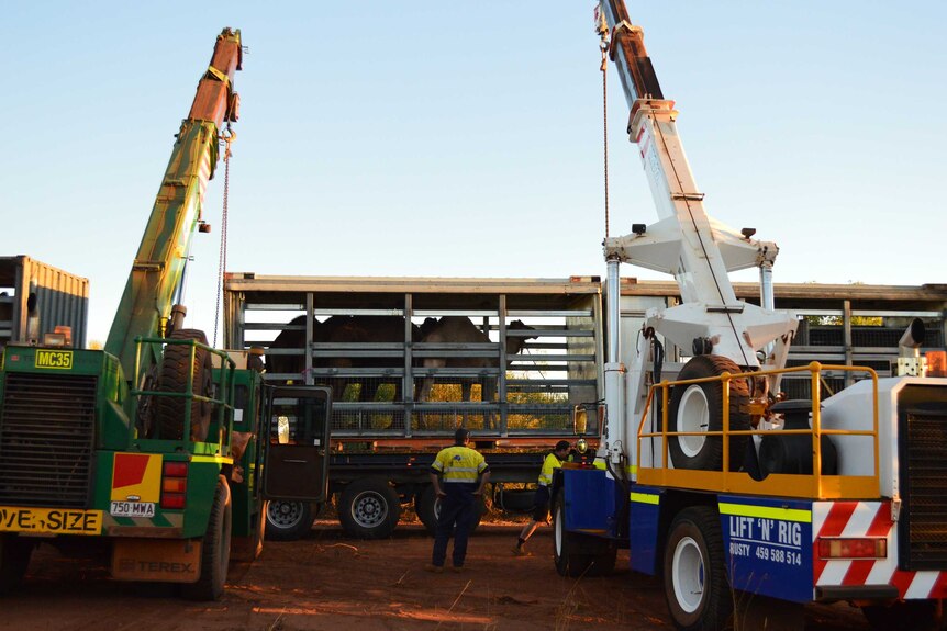 Cranes are used to shift the camels off truck in Broome
