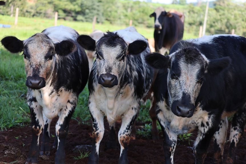 three black and white spotty calves  
