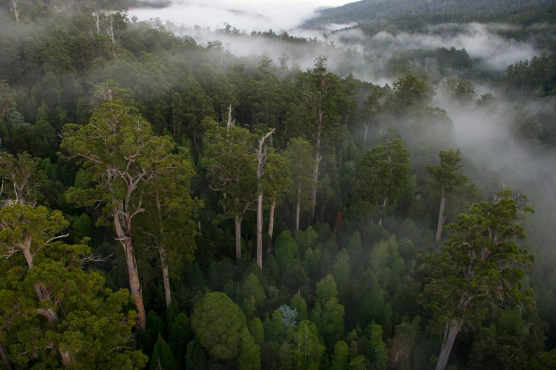 Misty forest.