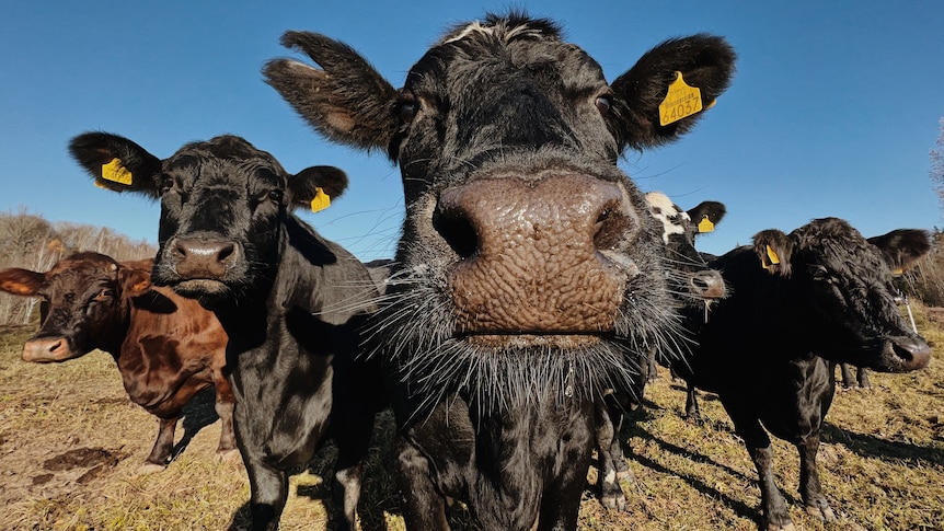 Wie viele Rinder gibt es in Australien?  ABARES- und MLA-Zahlen kollidieren wegen der Herdengröße