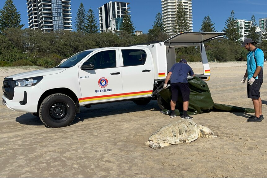 A ute is parked on the beach and three people are near it. There is a dead turtle on the sand.