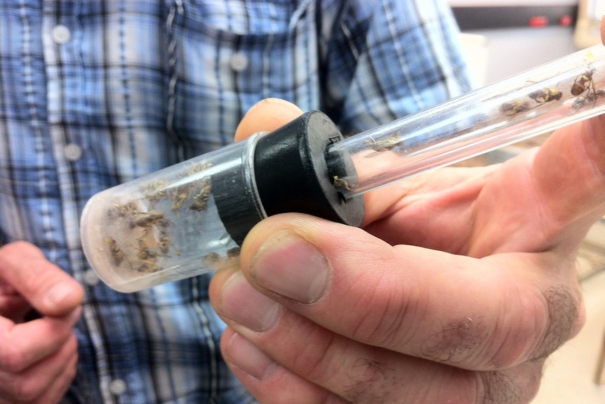 Fruit flies in a tube waiting to be sterilized.