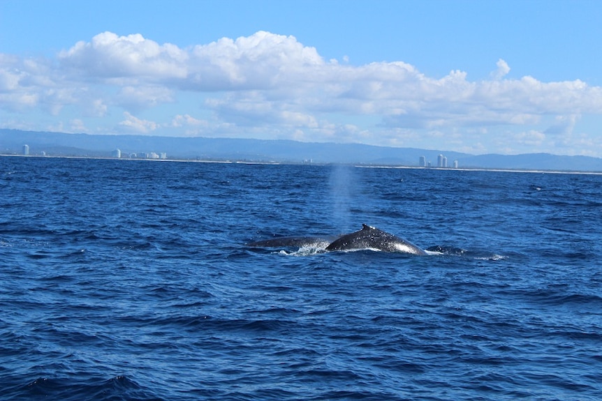 About 27,000 whales are expected to migrate along the east coast this season.