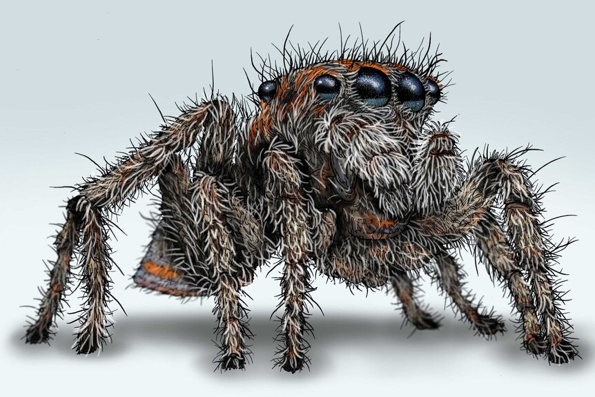 A very hairy spider with more than two eyes all the way around its head