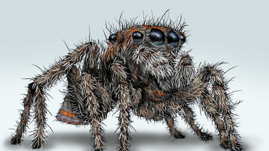 A very hairy spider with more than two eyes all the way around its head