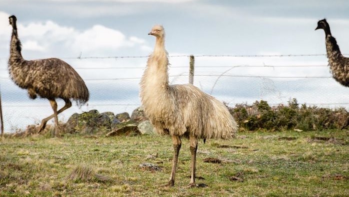 A rare white emu sighted in a paddock in the Snowy Monaro of NSW.